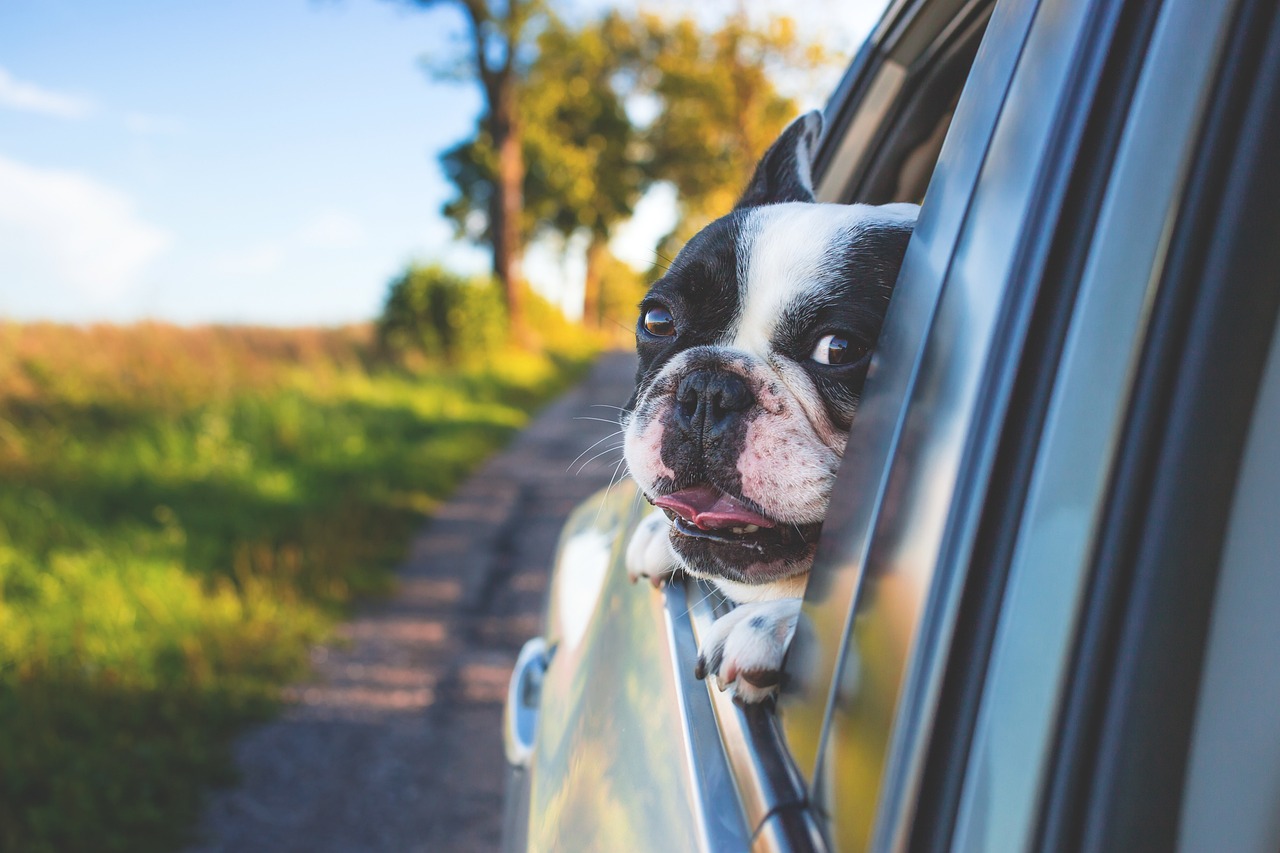 A dog that showed itself through the window of a car